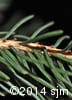 Picea glauca 6