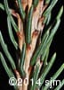 Picea glauca 7