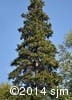 Picea glauca 8
