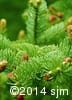 Picea glauca 9