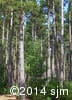 Pinus resinosa 11
