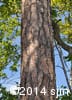 Pinus resinosa 2