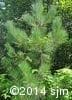 Pinus resinosa 4