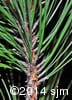 Pinus resinosa 5