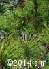 Pinus resinosa 6