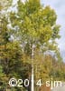 Populus tremuloides 1