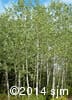 Populus tremuloides 3