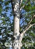 Populus tremuloides 4