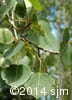 Populus tremuloides 6