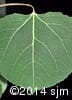 Populus tremuloides 7
