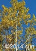 Populus tremuloides 8