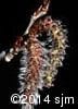 Populus tremuloides 9
