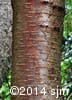 Prunus pensylvanica 17