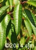 Prunus pensylvanica 3