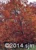 Quercus rubra 11