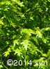 Quercus rubra 4