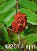 Rhus typhina 10