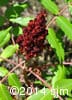 Rhus typhina 11