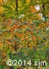 Rhus typhina 12