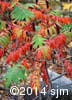 Rhus typhina 13