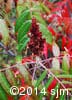Rhus typhina 14