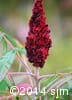 Rhus typhina 15