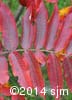 Rhus typhina 16