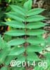 Rhus typhina 2