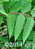 Rhus typhina 3