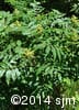 Rhus typhina 5