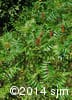 Rhus typhina 9
