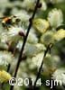 Salix discolor 11
