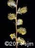 Salix discolor 12