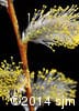 Salix discolor 13