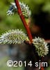Salix discolor 14