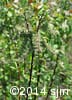 Salix discolor 15