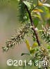 Salix discolor 16