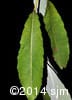 Salix discolor 6