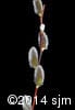 Salix discolor 8