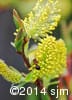 Salix discolor 9