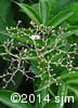 Sambucus canadensis 10