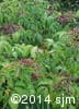 Sambucus canadensis 11
