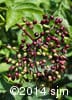 Sambucus canadensis 12