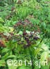Sambucus canadensis 13