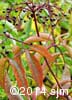 Sambucus canadensis 14