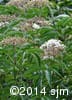 Sambucus canadensis 2