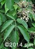 Sambucus canadensis 3