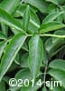 Sambucus canadensis 4