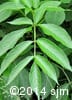 Sambucus canadensis 5