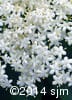 Sambucus canadensis 9